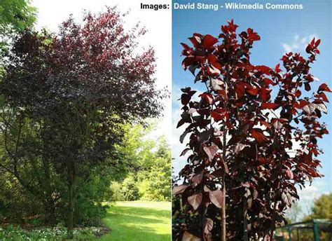Purple Leaf Plum Trees: Types, Flowers, Leaves (Pictures) – Identification