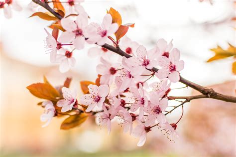 Free Images Branch Flower Petal Food Spring Produce Pink Flora