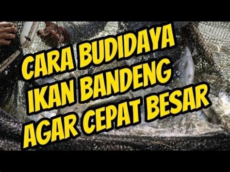 CARA BUDIDAYA IKAN BANDENG Cepat Besar Dan Melimpah Aquaculture