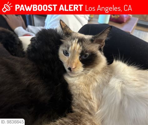 Los Angeles Ca Lost Female Cat Luna Is Missing Pawboost