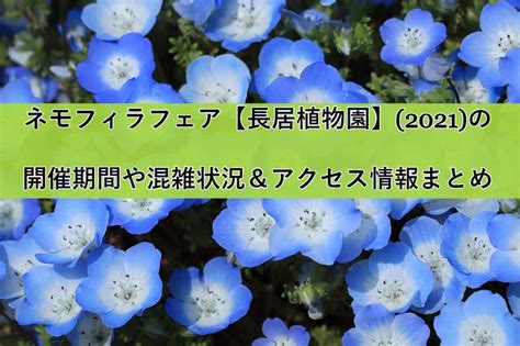 ネモフィラフェア【長居植物園】2021の開催期間や混雑状況＆アクセス情報まとめ しまねこが語るエンタメ