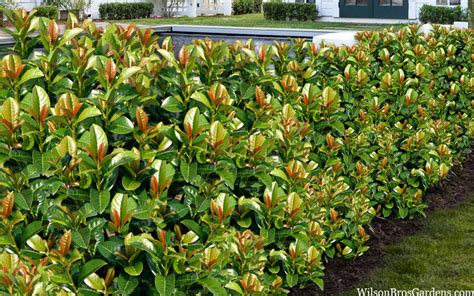 Buy Volcano English Cherry Laurel FREE SHIPPING Wilson Bros Gardens