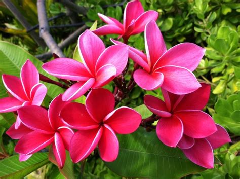 Flowers In Maui Hawaii 😍🌺 Hawaiian Flowers Maui Hawaii Flower Pictures