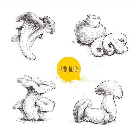 Premium Vector Hand Drawn Sketch Style Mushrooms Compositions Set