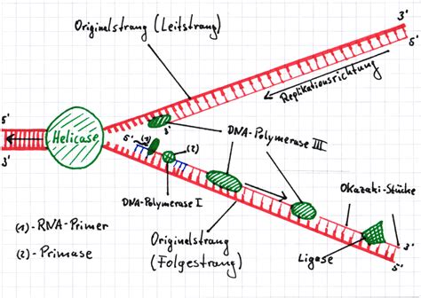 Schema Dna Replikation Lernwerk Tv