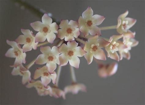 Hoya Macrophylla Pot Of Gold” Nursery Plants Bangkok