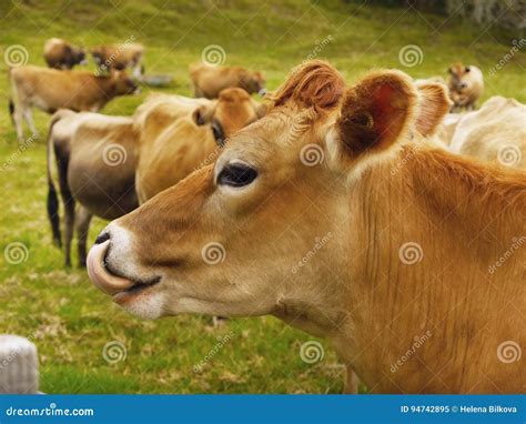 Jersey Dairy Cows Cattle Royalty Free Stock Photography