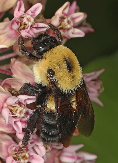 Brown Belted Bumble Bee Bombus Griseocollis Eastern Nec Flickr