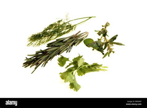 Mixed Fresh Herbs Stock Photo Alamy