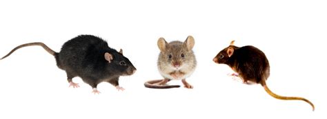 Découvrez les différences entre les rats et souris