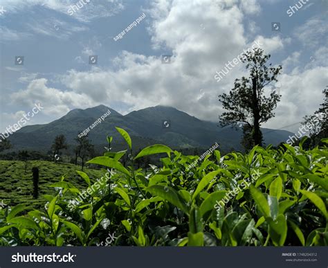 Chembra Peak View Tea Garden Wayanad Stock Photo 1748204312 Shutterstock