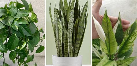 6 Indoor Plants Proven To Reduce Dust And Allergens In Your Home Home 🍴👩‍🍳