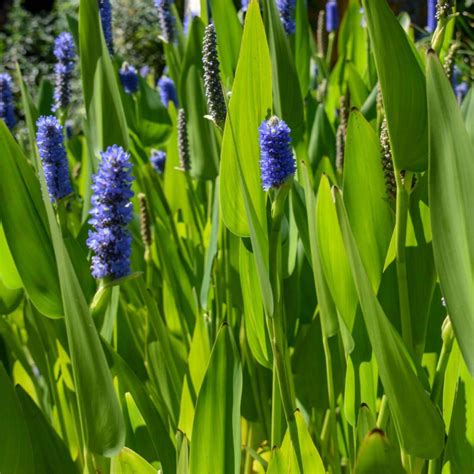 Royal Pickerel Shallow Water Plant - Chalily Ponds & Gardens