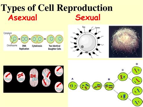 Discovering Dna Ppt Download