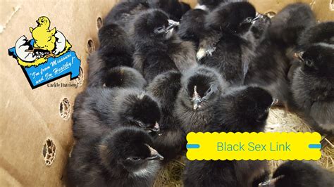 Black Sex Link Brown Egg Laying Chickens Cackle Hatchery