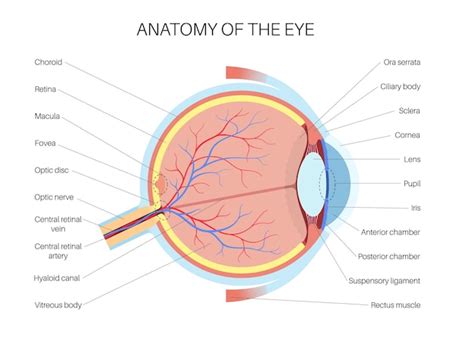 Anatomia ocular estrutura do olho humano infográfico retina externa e