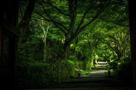 Free Images Tree Nature Sunlight Morning Leaf Flower Green