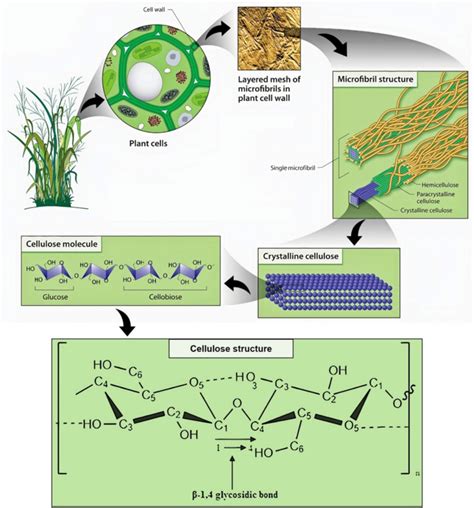 Plant cell wall, microfibril structure, cellulose association, and ...