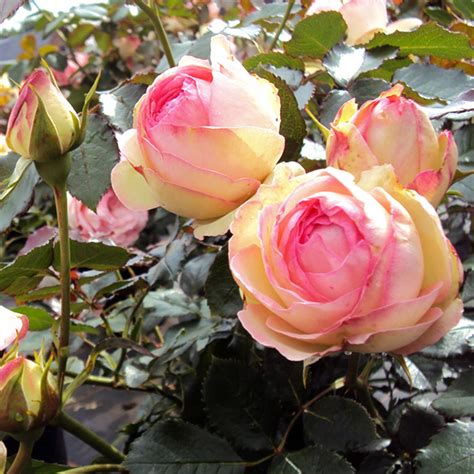 Eden Rose 85 ® Strauchrose Gartencenter Bartels 2495