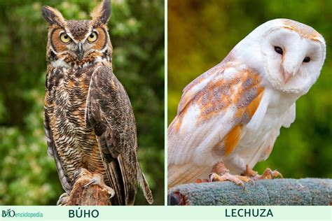 Diferencia entre búho y lechuza Características fotos y vídeos