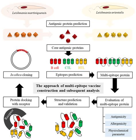 Biology Free Full Text Design Of A Chimeric Multi Epitope Vaccine