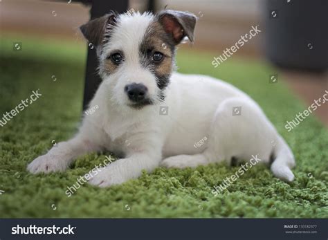 Parson Jack Russell Terrier Mix Puppy Stock Photo 133182377 - Shutterstock