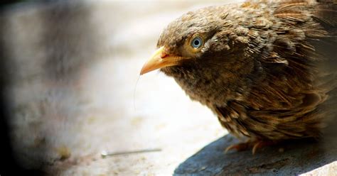 Biodiversity Of Bharathidasan University The Yellow Billed Babbler