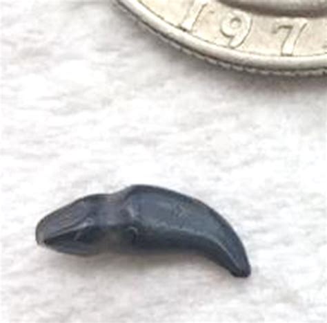 Tooth Or Claw Fossil Id The Fossil Forum