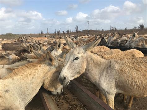 Hongerige Ezels Op Bonaire Eten Voortaan Nederlands Hooi 25000 Kilo