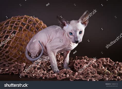 Nude Cat Sphynx Stock Photo 150804116 Shutterstock