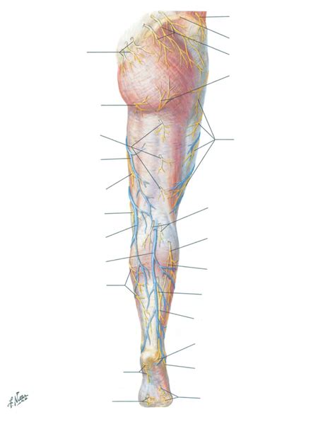 Superficial Nerves And Veins Of Lower Limb Posterior View Diagram Quizlet