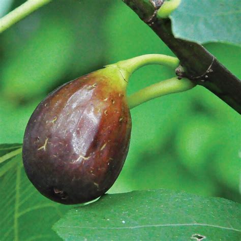 Want to Grow Figs? Try One of These Varieties - Fine Gardening