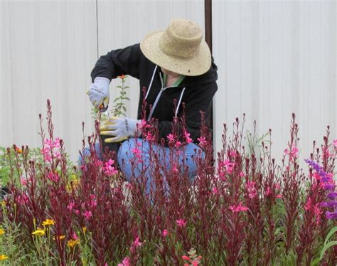 About Us — Hill Country Texas Master Gardeners