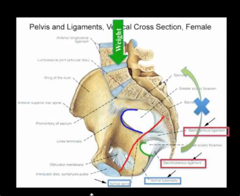 Ga 1 Pelvis Flashcards Quizlet