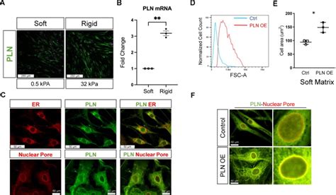 Mechanotransduction Induced Interplay Between Phospholamban And Yes