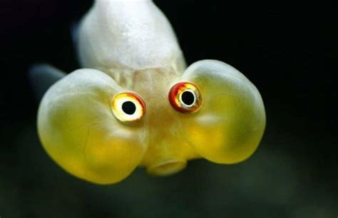 [100+] Funny Fish Pictures | Wallpapers.com