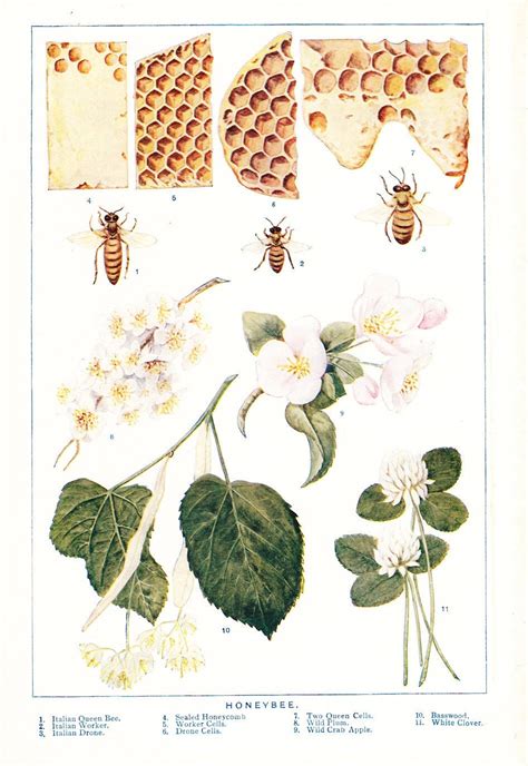 1909 Honey Bee Print Vintage Antique Art Illustration By Holcroft
