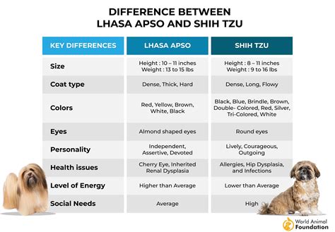 Lhasa Apso Vs Shih Tzu Whats The Difference