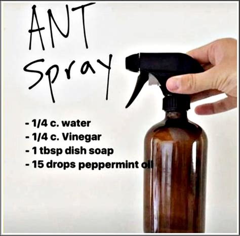 How To Make A Natural Spider Repellent Two Steps Artofit