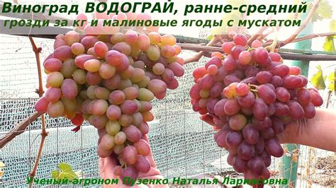 Виноград ВОДОГРАЙ - розовая сказка с мускатом и крупными гроздями ...