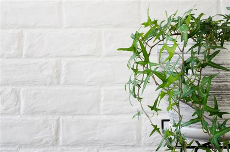 Types Of Ivy Every Plant Lover Should Know