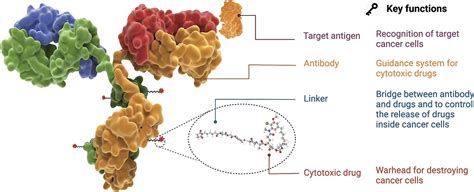 臨牀腫瘤專科蘇醫生專欄 再談腫瘤精準導彈 Adc