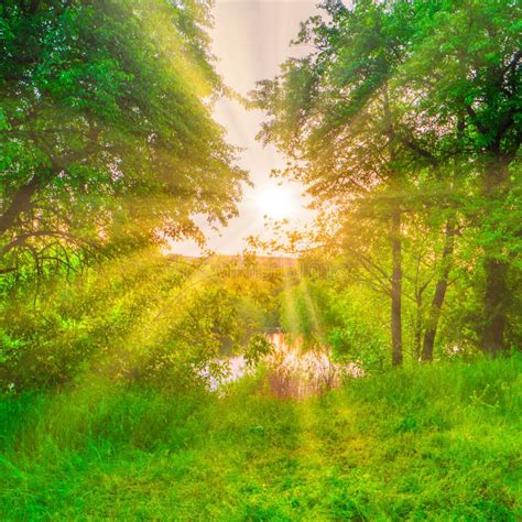 Green Forest At Sunset With Sun Beams Stock Photo Image Of Natural