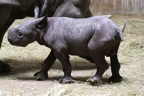 Watch Baby Black Rhino Takes His First Steps Mirror Online