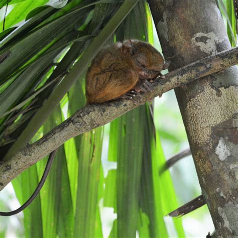 Tarsier Conservation Area (Bohol, Philippines) | Choose Your Adventure