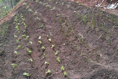 Con qué frecuencia debo regar los tomates en mi huerto Plantasmanía