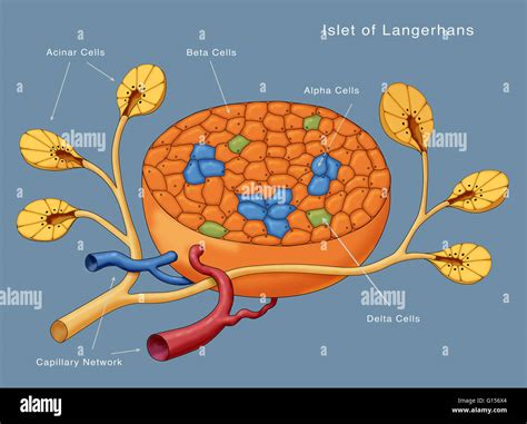 Acinar Cells And Islets Of Langerhans