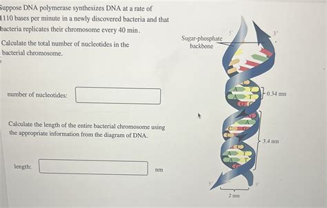 Solved Suppose Dna Polymerase Synthesizes Dna At A Rate Of Chegg