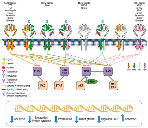 Lapatinib Mechanism Of Action