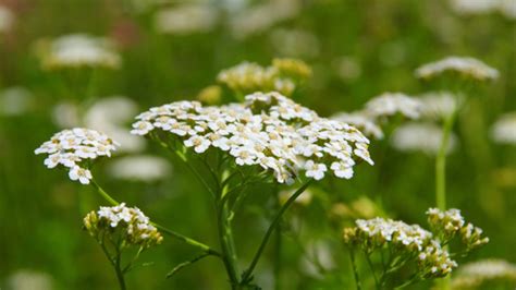 Emmenagogue Herbs: Herbal Support for Women's Health